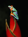 Buy Red-Eyed Tree Frog at AllPosters.com