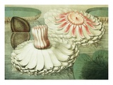 Victoria Regia or the Great Water Lily of America (Intermediate Stages of Bloom) Victoria Regia or the Great Water Lily of America (Intermediate Stages of Bloom)