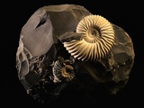 Early Cretaceous Period Fossil
