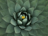 Buy Agave Plant in Huachuca Mountains at AllPosters.com