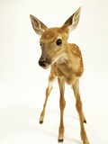 Curious Fawn