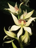 Buy Encyclia Fragrans Orchid Blossoms at AllPosters.com