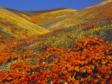 Field of blooming poppies