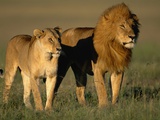 Buy Male and Female Lion at AllPosters.com