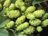 Hops