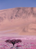 Buy Acacia Tree near a Sand Dune at AllPosters.com