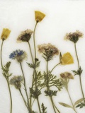 Papaver IV