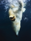Buy Polar Bear Swimming at AllPosters.com