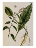 Buy Horseradish at AllPosters.com