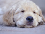 Golden Retriever Puppy Sleeping