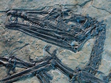 Oldest Pterosaur Fossil