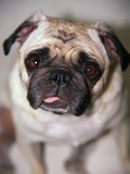 Pug Dog