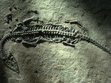 Ancient Fossil in Stone