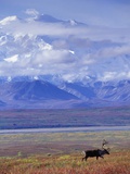 Caribou on Tundra Below Mt. McKinley