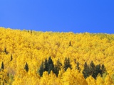 Buy Aspen Trees on Mountainside at AllPosters.com