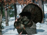Wild Turkey