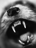 Snarling Dog