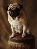 Pug Sitting on Stool
