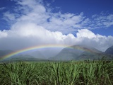Buy Rainbow Above Sugar Cane Field on Maui at AllPosters.com
