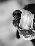 Dog Licking Nose