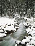 Creek Winding Way Through Forest