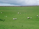 Sheep on Hillside in Ireland
