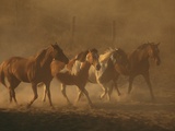 Herd of Horses