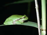 European Green Treefrog