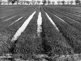 Buy Rice Field at AllPosters.com