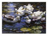 Buy Ducks on the River at AllPosters.com