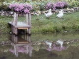 Duck Pond