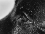 Buy Dog's Eye at AllPosters.com