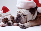 Bulldog Santas