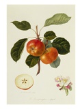 The Trumpington Apple