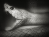 Snake Opening Mouth