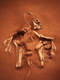 Buy Fossil of Oviraptor and Eggs at AllPosters.com