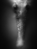 Buy Face of Seahorse at AllPosters.com