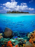 Buy Underwater Scene in the Tropics at AllPosters.com