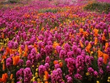 Buy Poppy field - Antelope Valley, California at AllPosters.com
