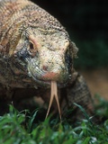 Komodo Dragon in Indonesia