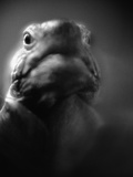Buy Reptile's Face at AllPosters.com