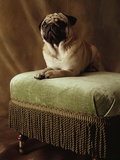 Pug Sitting on Stool