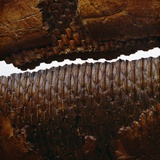 Buy Duckbill Dinosaur Teeth in Jaw at AllPosters.com