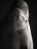 Buy Beluga Whale at AllPosters.com