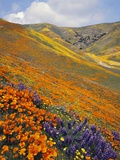 Buy Hillside Wildflowers in Bloom at AllPosters.com