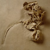 Buy Fossil of Velociraptor Attack at AllPosters.com