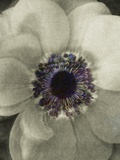 Color Middle