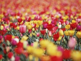 Buy Colorful Tulips in Meadow at AllPosters.com