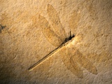Late Jurassic Dragonfly Fossil
