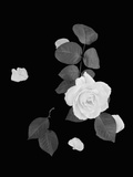 Rose and Leaves